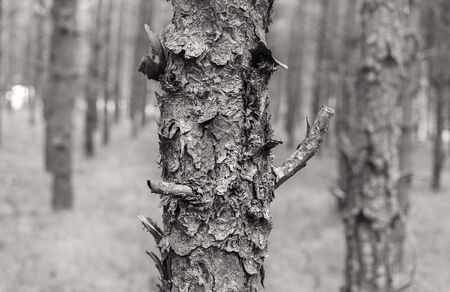 Pine trees in the forest. Pine tree bark. Nature background