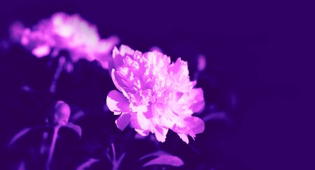 Soft focus image of blooming white peonies in the garden. Selective focus. Shallow depth of field. Image in trendy neon colors.の写真素材