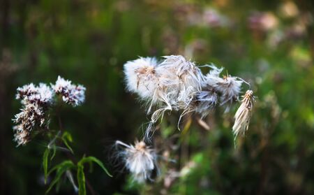 Natural background with autumn grass. Scene with wild grass on a sun light on blurred nature...