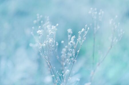 Natural background with autumn grass. Scene with wild grass on a sun light on blurred nature background. Soft focus imageの写真素材
