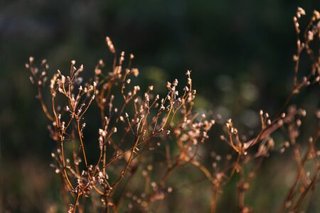 Natural background with autumn grass. Scene with wild grass on a sun light on blurred nature background. Soft focus imageの写真素材