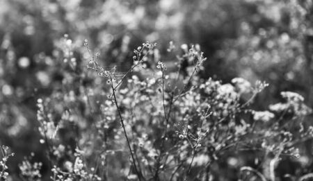 Natural background with autumn grass. Scene with wild grass on a sun light on blurred nature...