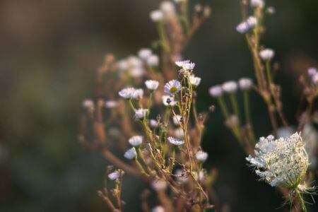 Natural background with autumn grass. Scene with wild grass on a sun light on blurred nature background. Soft focus imageの写真素材