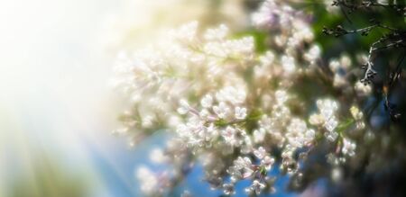 Soft focus image of blossoming branch of a white lilac. Spring blooming lilac tree flowers. Lilac...