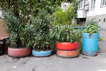 The second life of car tires. Floral flowerbed of old automobile tires. Urban designの写真素材