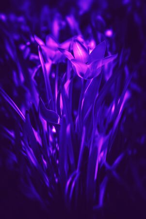 Group of tulips in the garden at the spring time in trendy neon colors. Shallow DOF.の写真素材