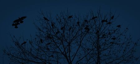 Silhouette of a crow on a tree. Ravens flock silhouette flying and sitting on trees. Image in the dark blue toneの写真素材