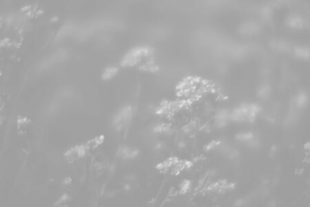 Natural background and texture. Soft focus image of small flowers of aurinia saxatilis in light gray...