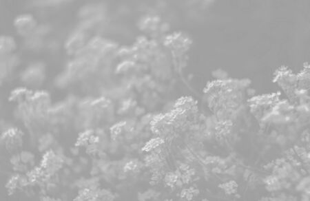 Natural background and texture. Soft focus image of small flowers of aurinia saxatilis in light gray tonalityの写真素材