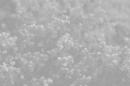 Natural background and texture. Soft focus image of small flowers of aurinia saxatilis in light gray tonalityの写真素材