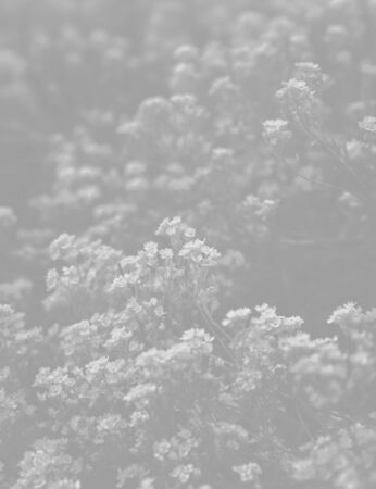 Natural background and texture. Soft focus image of small flowers of aurinia saxatilis in light gray tonalityの写真素材