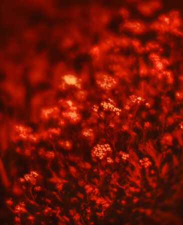 Natural background and texture. Soft focus image of small flowers of aurinia saxatilis in a dramatic red toneの写真素材