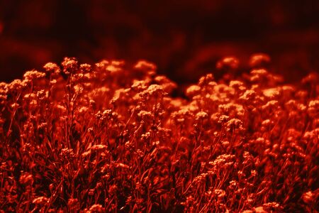 Natural background and texture. Soft focus image of small flowers of aurinia saxatilis in a dramatic...