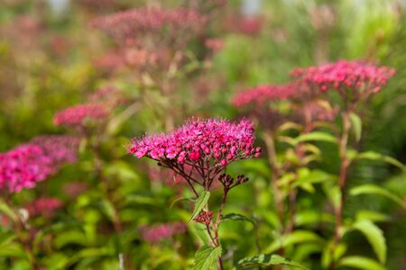 Nature Background concept. Blooming Japanese spiraea in the summer garden. Spiraea Japonica Genpei...