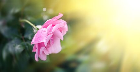 Gentle nature background with blooming roses. Beautiful rose flowers in garden. Floral romantic image.の写真素材