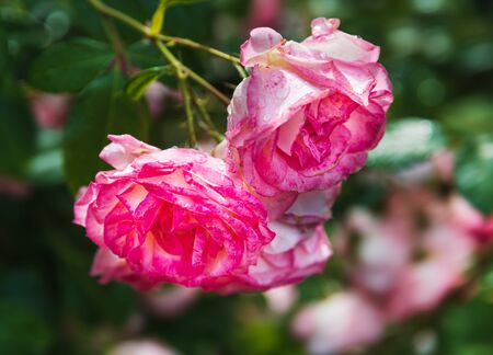Gentle nature background with blooming roses. Beautiful rose flowers in garden. Floral romantic image.の写真素材