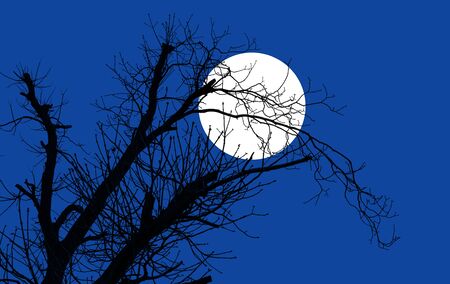 Silhouettes of trees against the background of the evening sky with the moon.の写真素材