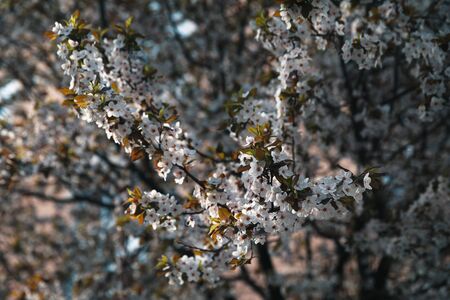 Spring natural background. Flowering trees with white flowers