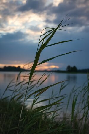 Grass and lake during sunset. Sunset on the lake. Beautiful natural landscapeの写真素材