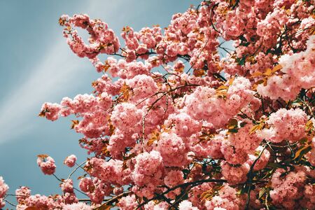 Sakura trees. Spring Cherry blossoms, pink flowers. Background with flowers on a spring timeの写真素材