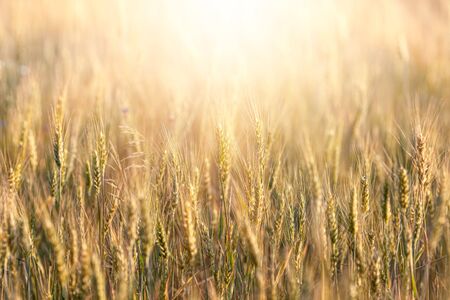 Wheat field. Ears of golden wheat close up. Beautiful Nature Sunset Landscape. の写真素材