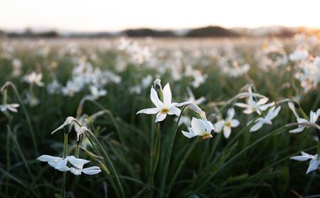 Valley of Daffodils. Wild white daffodils in springの写真素材