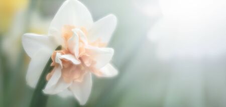 Soft focus blurred image of Daffodil in the garden. Blooming narcissus. Flowering daffodils at...