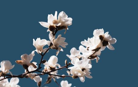 White magnolia flower in the sun against a blue sky in early spring timeの写真素材
