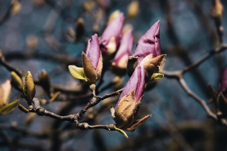Natural background concept. Magnolia tree blossom. Blossom magnolia branch against nature background. Magnolia flowers in spring time.の写真素材