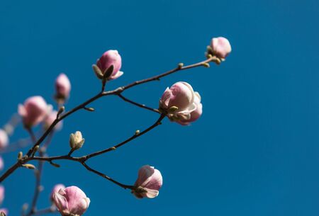 Natural background concept. Magnolia tree blossom. Blossom magnolia branch against nature background. Magnolia flowers in spring time.の写真素材