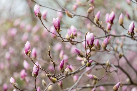 Natural background concept. Magnolia tree blossom. Blossom magnolia branch against nature background. Magnolia flowers in spring time.の写真素材