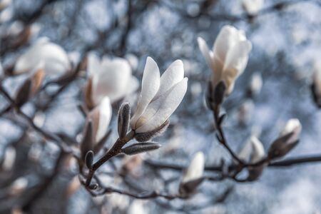 Natural background concept. Magnolia tree blossom. Blossom magnolia branch against nature background. Magnolia flowers in spring time.の写真素材