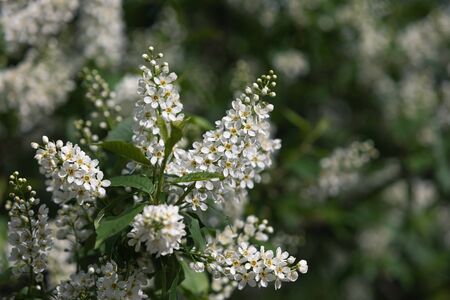 Flowers bird cherry tree. Bird Cherry Tree in Blossom. Closeup with selective focus and shallow...