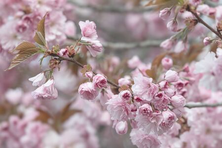 Sakura tree flowers. Beautiful pink cherry blossoms. Tree branch with beautiful pink flowersの写真素材