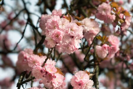 Sakura tree flowers. Beautiful pink cherry blossoms. Tree branch with beautiful pink flowersの写真素材