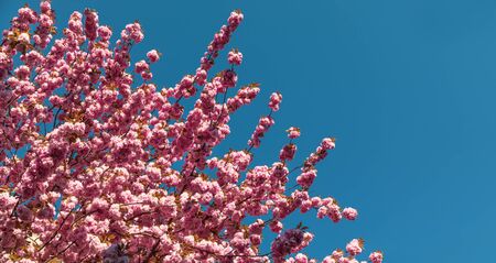 Sakura tree flowers. Beautiful pink cherry blossoms. Tree branch with beautiful pink flowers