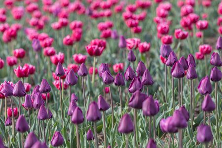 Blooming tulips spring background. Pink tulips on a lawn in spring timeの写真素材