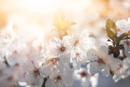Natural spring background. Beautiful spring blooming tree, gentle white flowers. Blooming spring...