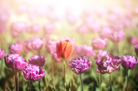 Blooming tulips spring background. Pink tulips on a lawn in spring timeの写真素材