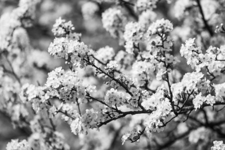 Spring. Soft image of blossoming tree brunch with white flowers. Shallow DOFの写真素材