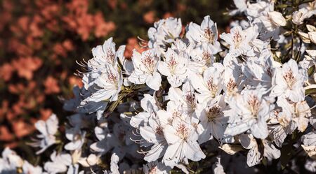 Beautiful outdoor floral background. Bush of delicate white flowers of azalea or Rhododendron plant...