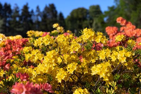 Beautiful outdoor floral background with yellow rhododendrons. Bush of delicate yellow flowers of azalea or Rhododendron plant in a sunny spring dayの写真素材