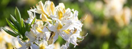 Beautiful outdoor floral background with yellow rhododendrons. Bush of delicate yellow flowers of...