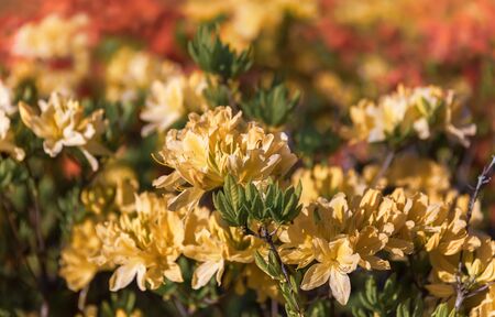 Beautiful outdoor floral background with yellow rhododendrons. Bush of delicate yellow flowers of azalea or Rhododendron plant in a sunny spring dayの写真素材