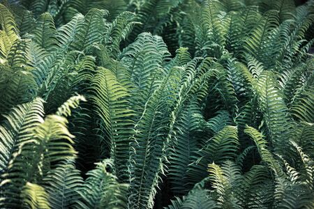 Natural floral fern background in sunlight. Perfect natural fern pattern.  Green ferns in garden....