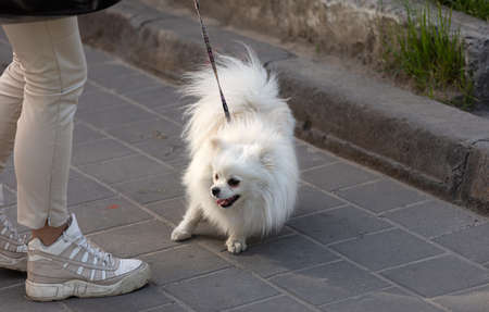 Lviv, Ukraine - May 23, 2020: Central streets and architecture of Lviv. Vacationers and tourists on the streets of Lviv. Young girl with a small white dog on a leashのeditorial素材