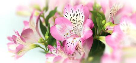 Floral background.  Bouquet of Alstroemeria flowers in full bloom. Pink flowers of Alstroemeriaの写真素材