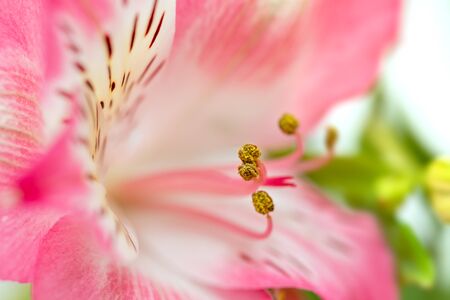 Floral background.  Bouquet of Alstroemeria flowers in full bloom. Pink flowers of Alstroemeriaの写真素材