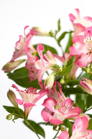 Floral background.  Bouquet of Alstroemeria flowers in full bloom. Pink flowers of Alstroemeriaの写真素材