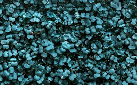 Young arugula leaves background. Arugula microgreens.